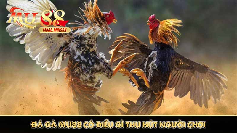 Đá gà MU88 có điều gì thu hút người chơi