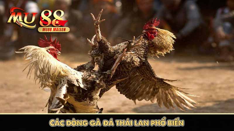 Đá Gà Thái Lan - Những Thông Tin Cần Biết Khi Tham Gia 12 Các dòng gà đá thái lan phổ biến