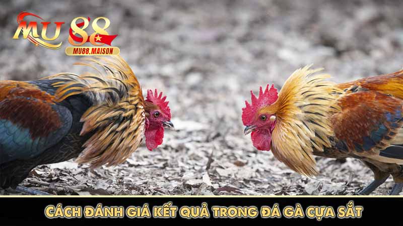 Đá Gà Cựa Sắt MU88 - Thương hiệu đá gà số 1 Việt Nam 14 Cách đánh giá kết quả trong đá gà cựa sắt