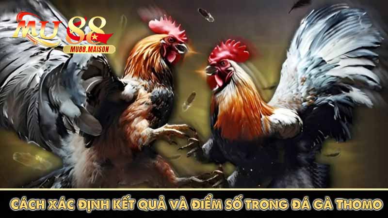 Đá Gà Thomo - Các Hình Thức Cá Cược Đá Gà Thomo Phổ Biến 12 Cách xác định kết quả và điểm số trong đá gà Thomo
