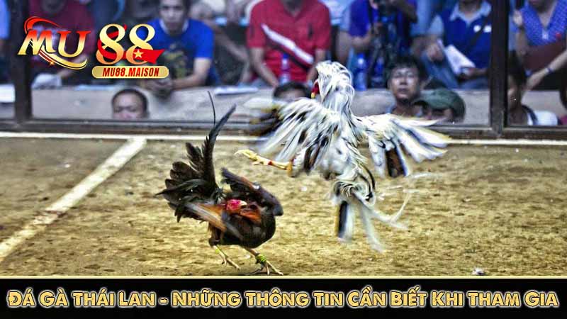 Đá Gà Thái Lan - Những Thông Tin Cần Biết Khi Tham Gia