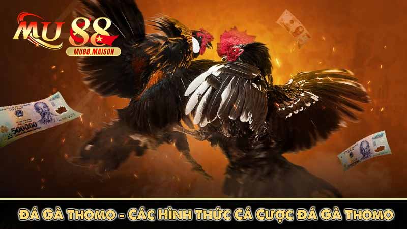 Đá Gà Thomo - Các Hình Thức Cá Cược Đá Gà Thomo Phổ Biến