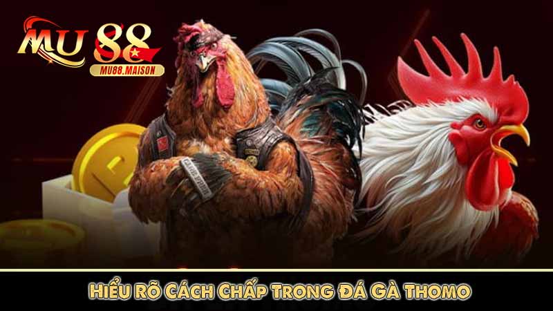 Đá Gà Thomo - Các Hình Thức Cá Cược Đá Gà Thomo Phổ Biến 11 Hiểu Rõ Cách Chấp Trong Đá Gà Thomo