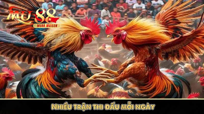 Đá Gà Thomo - Các Hình Thức Cá Cược Đá Gà Thomo Phổ Biến 9 hơn 50 trận đấu gà thomo mỗi ngày
