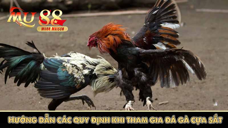 Đá Gà Cựa Sắt MU88 - Thương hiệu đá gà số 1 Việt Nam 13 Hướng dẫn các quy định khi tham gia đá gà cựa sắt