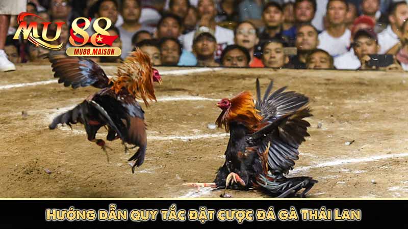 Đá Gà Thái Lan - Những Thông Tin Cần Biết Khi Tham Gia 10 Hướng dẫn quy tắc đặt cược đá gà Thái Lan