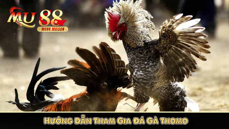 Đá Gà Thomo - Các Hình Thức Cá Cược Đá Gà Thomo Phổ Biến 10 Hướng Dẫn Tham Gia Đá Gà Thomo