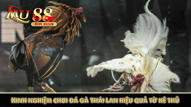 Đá Gà Thái Lan - Những Thông Tin Cần Biết Khi Tham Gia 13 Kinh nghiệm chơi đá gà Thái Lan hiệu quả từ kê thủ