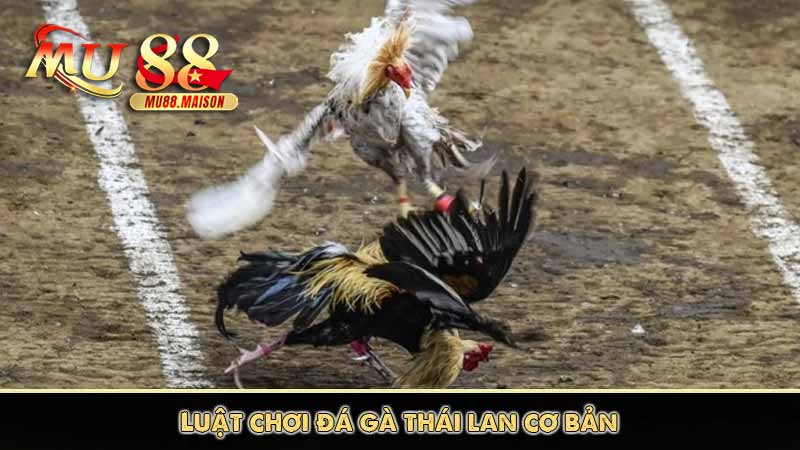 Đá Gà Thái Lan - Những Thông Tin Cần Biết Khi Tham Gia 9 Luật chơi đá gà thái lan cơ bản