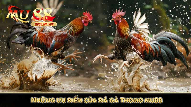 Đá Gà Thomo - Các Hình Thức Cá Cược Đá Gà Thomo Phổ Biến 8 Những ưu điểm của đá gà Thomo mu88
