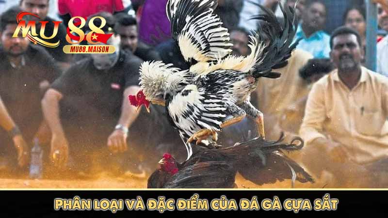 Đá Gà Cựa Sắt MU88 - Thương hiệu đá gà số 1 Việt Nam 10 Phân loại và đặc điểm của đá gà cựa sắt