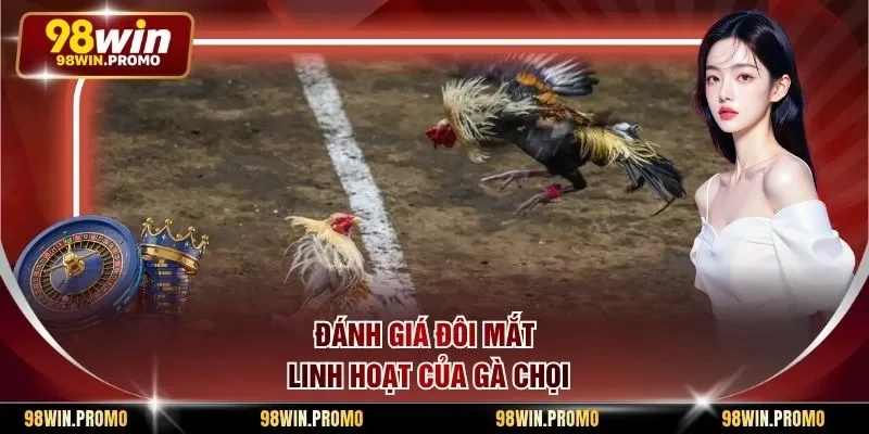 Đánh giá đôi mắt linh hoạt của gà chọi